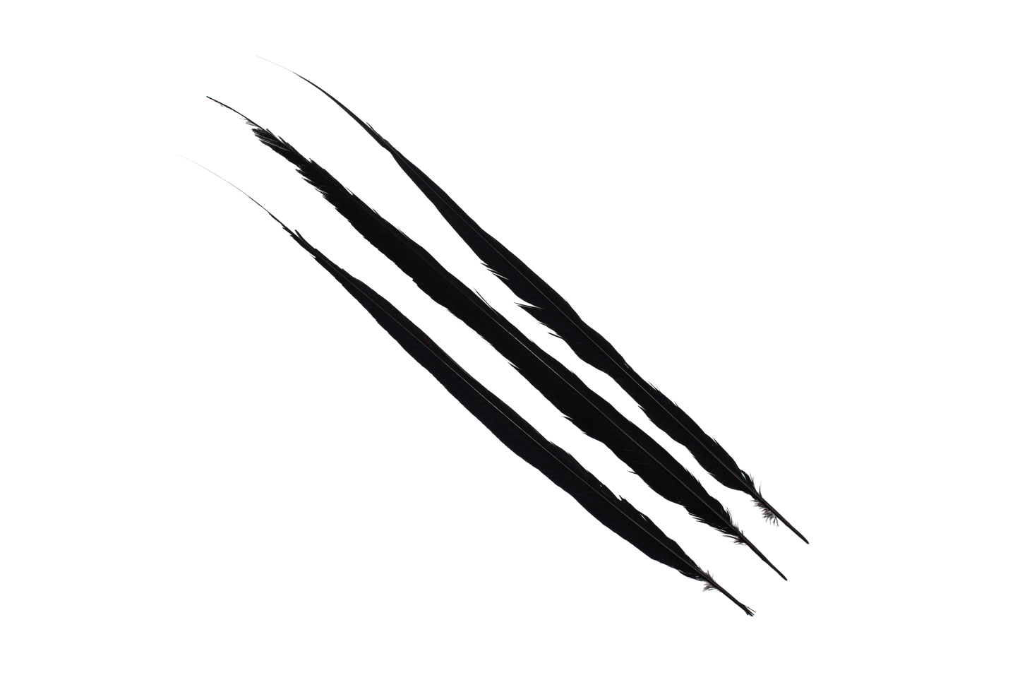 Pheasant Goldentail Bleached & Dyed Pieces 24-28" H80 Black