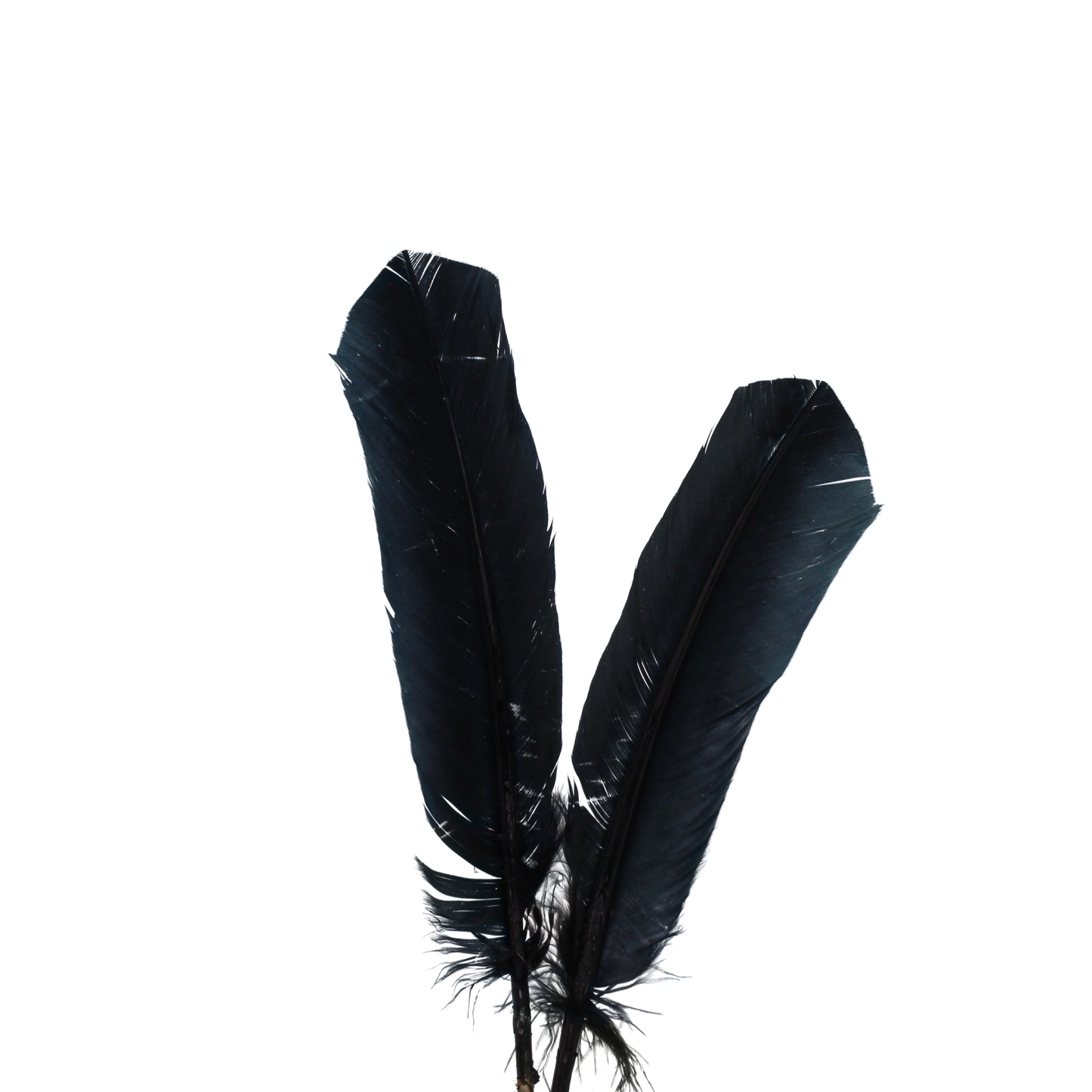 10-12” Turkey Quills H80 Black