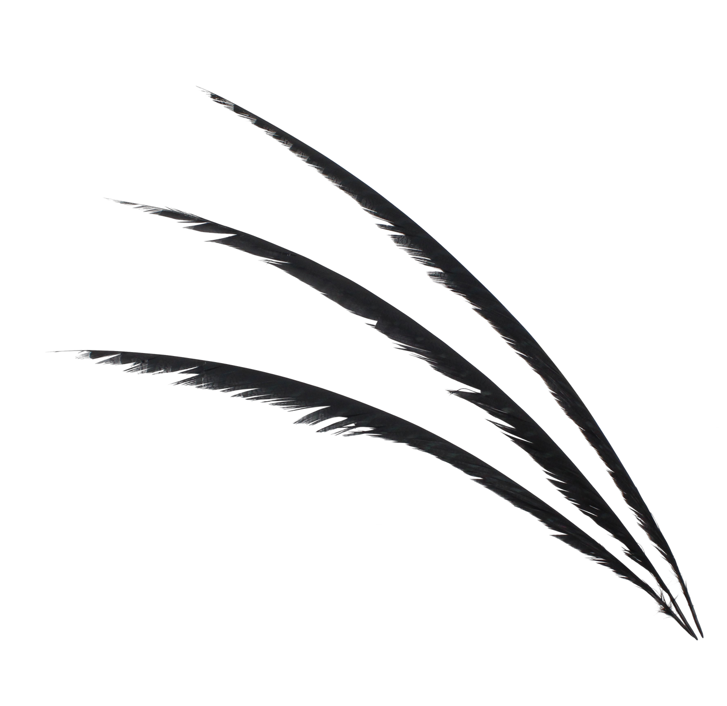 Pheasant Zebra Overdyed 30"+ H80 Black