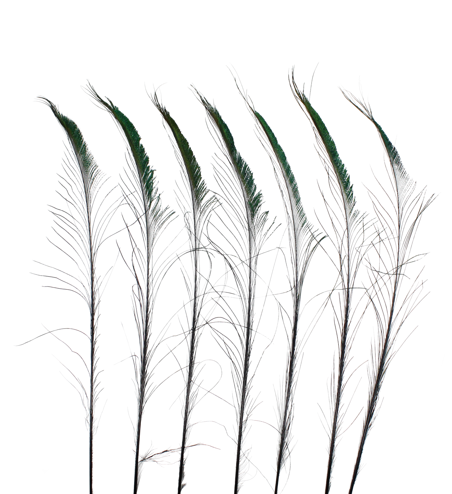 Peacock Swords Stem Dyed 30-35" H80 Black