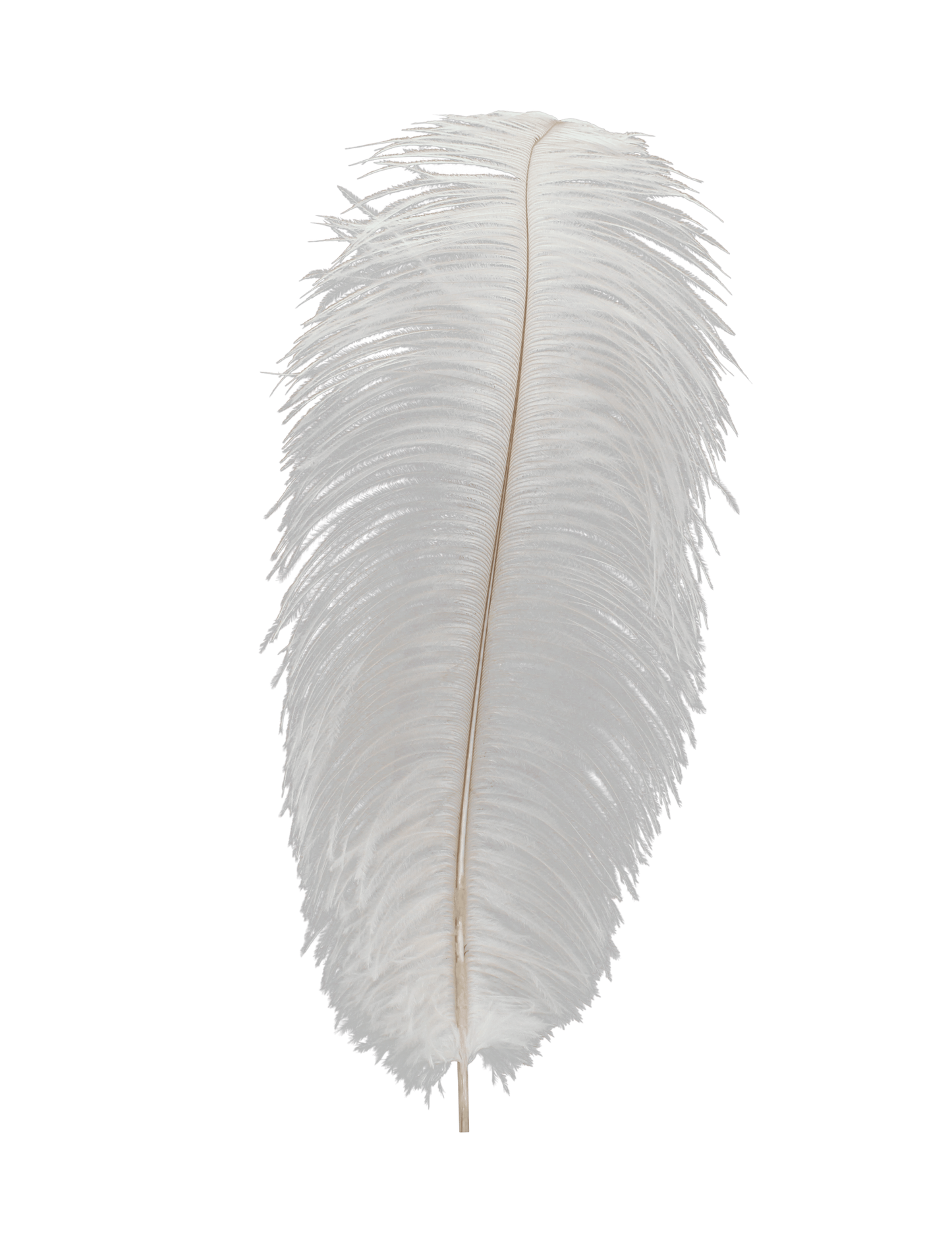 Ostrich Drabs 13-17" H81 White
