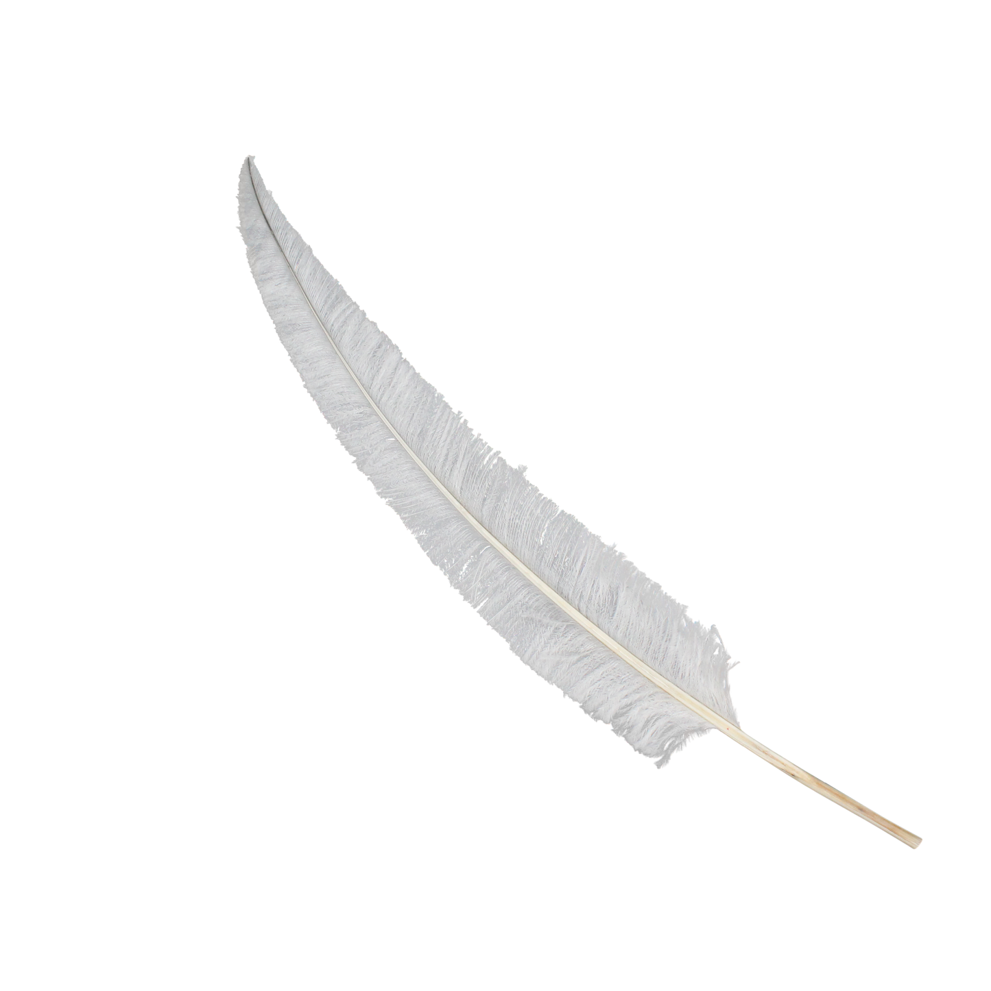 Ostrich Nando Thick Stems 18"+ H81 White