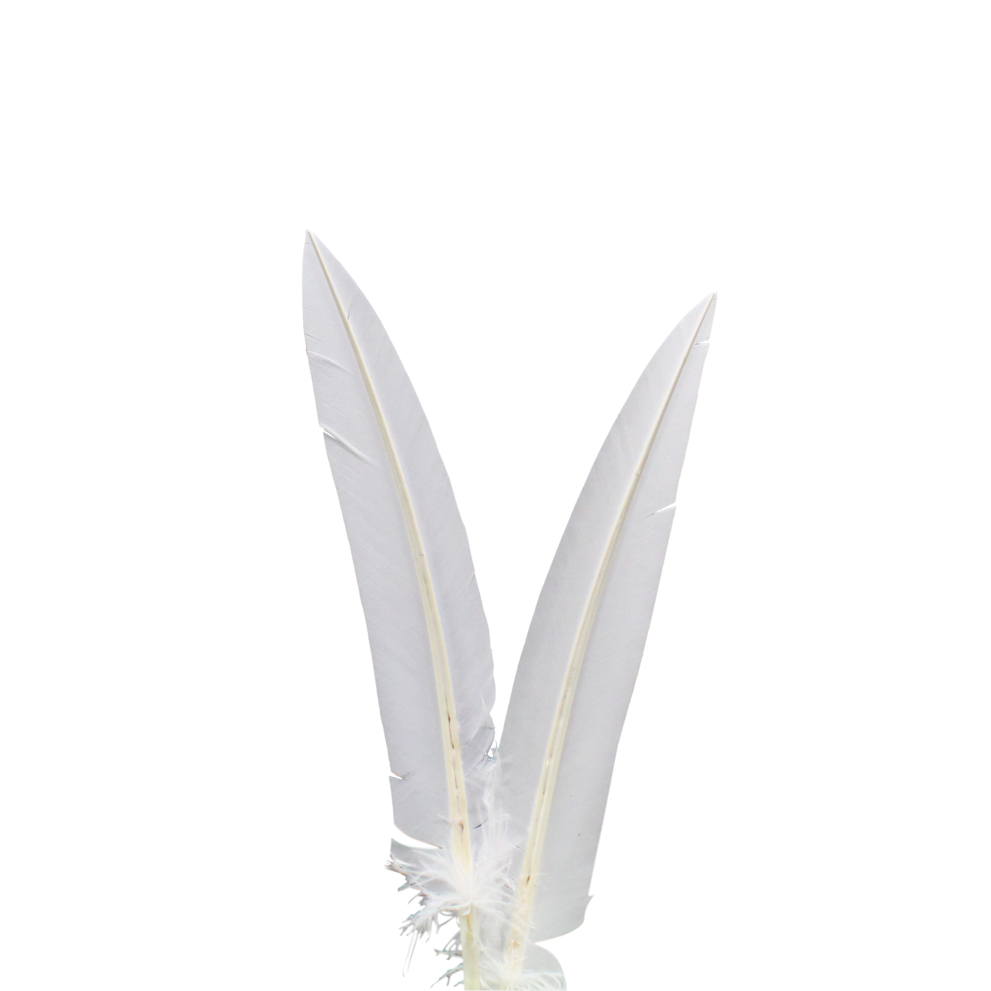 10-12” Turkey Quills Arrow Cut H81 White