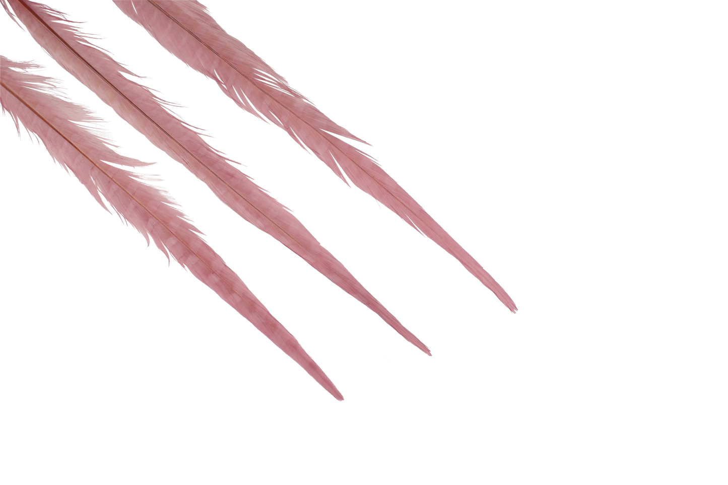 Pheasant Ringneck Bleached & Dyed 16-18" H85 Dusty Rose