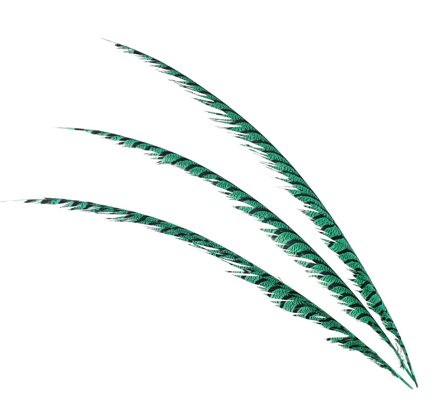 Pheasant Zebra Overdyed 30"+ H87 Aquamarine