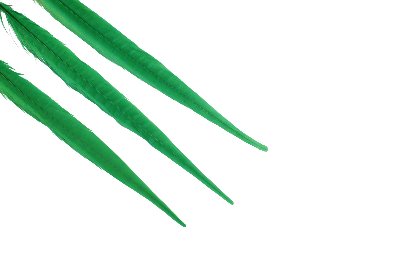 Pheasant Ringneck Bleached & Dyed 16-18" H9 Emerald Green