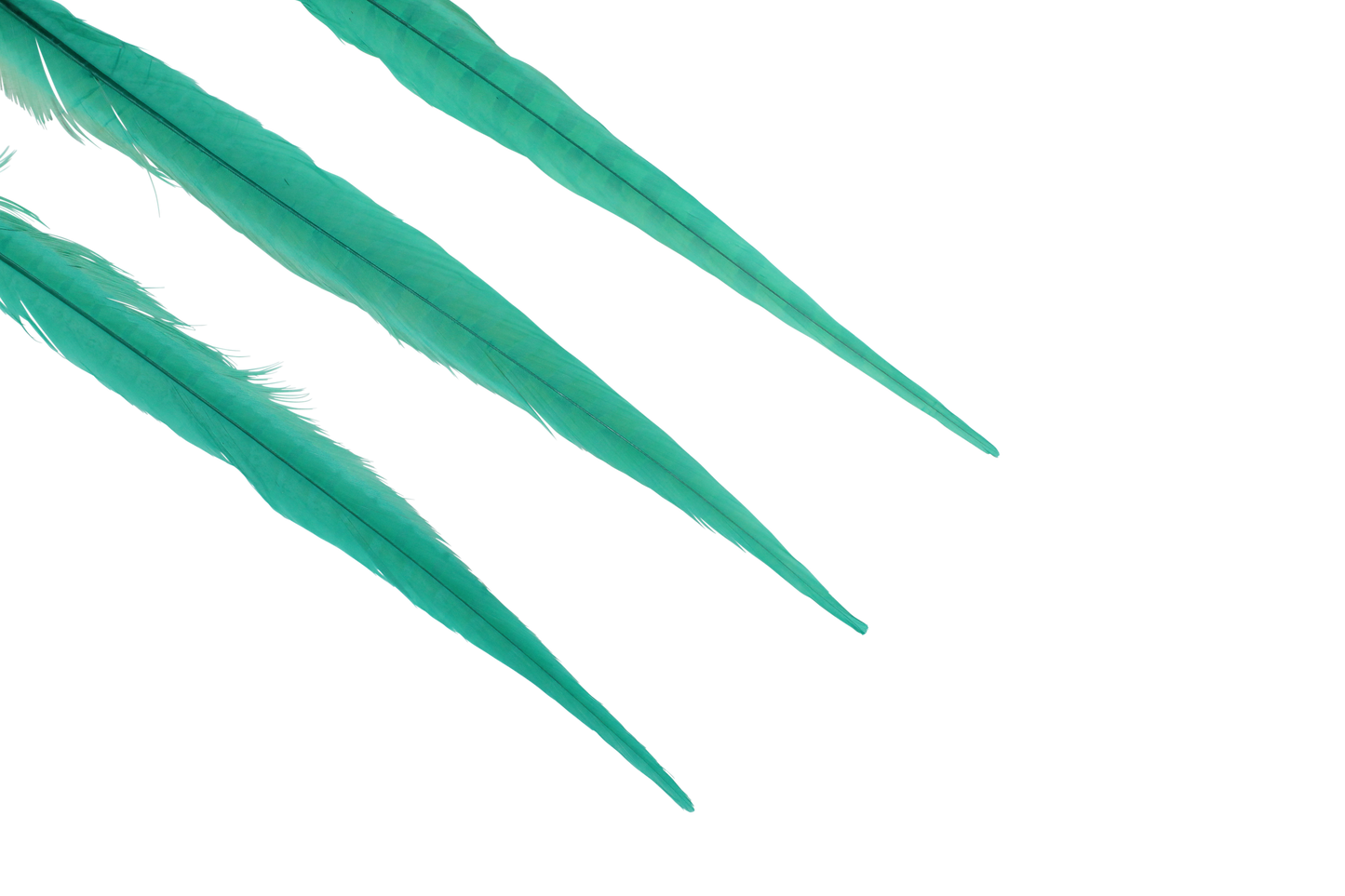 Pheasant Ringneck Bleached & Dyed 16-18" H87 Aquamarine