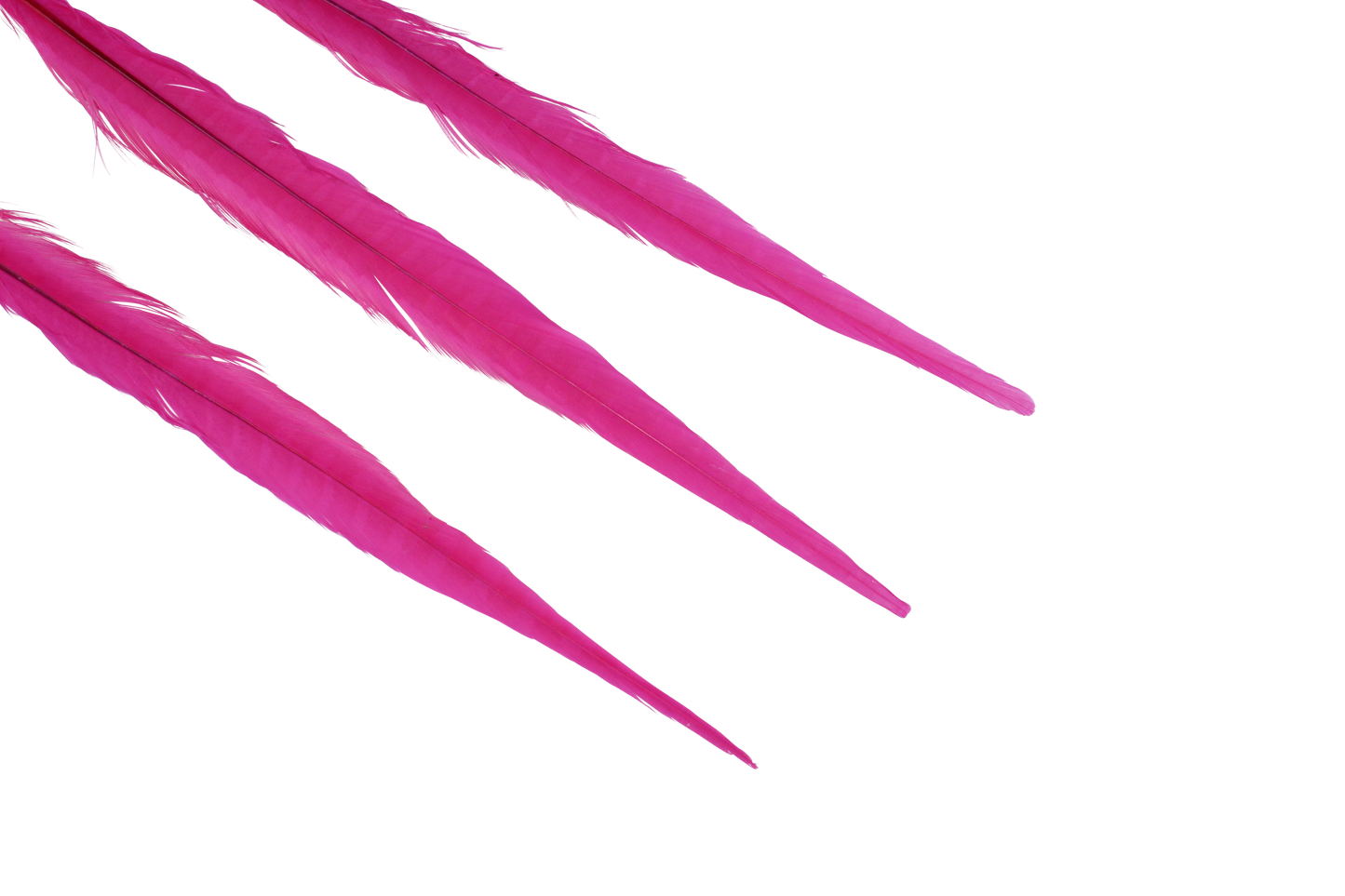 Pheasant Ringneck Bleached & Dyed 17-20" H69 Hot Pink