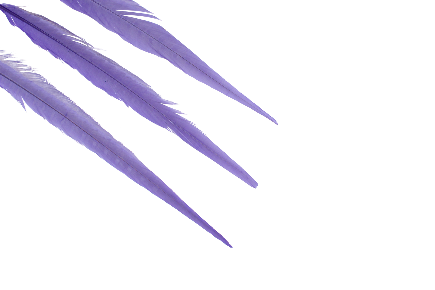 Pheasant Ringneck Bleached & Dyed 17-20" H89 Lavender