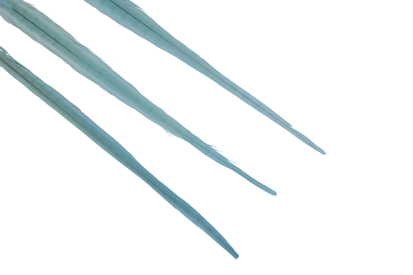 Pheasant Ringneck Bleached & Dyed 17-20" H15 Sky Blue