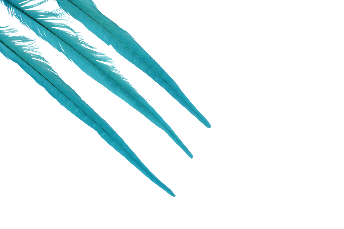 Pheasant Ringneck Bleached & Dyed 17-20" H12 Aqua Blue