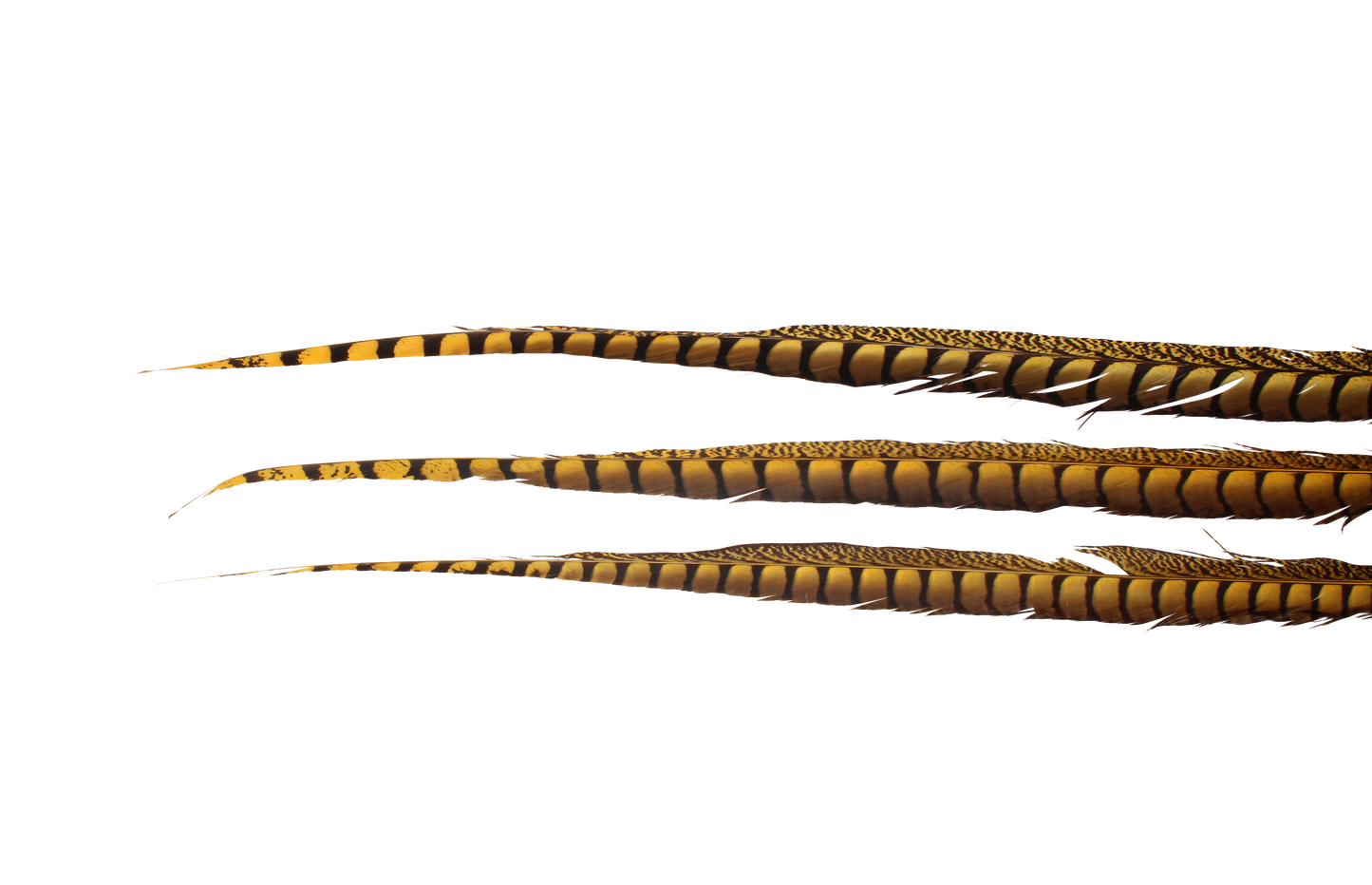 Pheasant Lady Amhurst Overdyed 30-40" H38 Gold