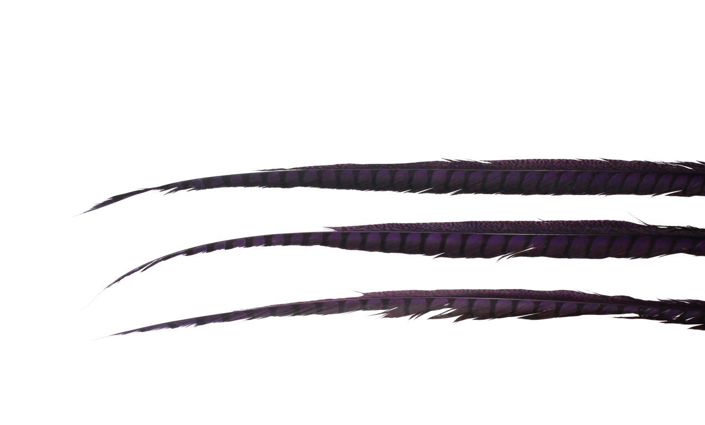 Pheasant Lady Amhurst Overdyed 30-40" H84 Purple