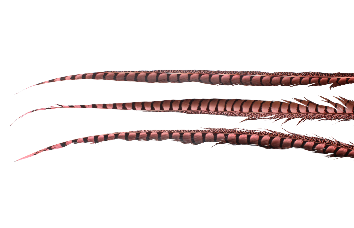 Pheasant Lady Amhurst Overdyed 30-40" H64 Baby Pink