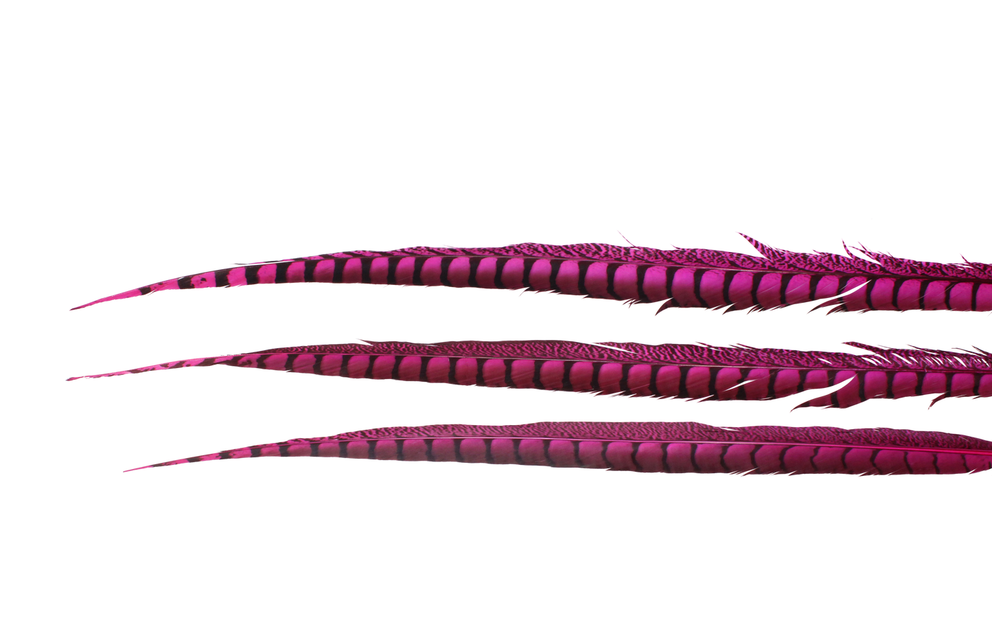 Pheasant Lady Amhurst Overdyed 25"+ H70 Fuschia