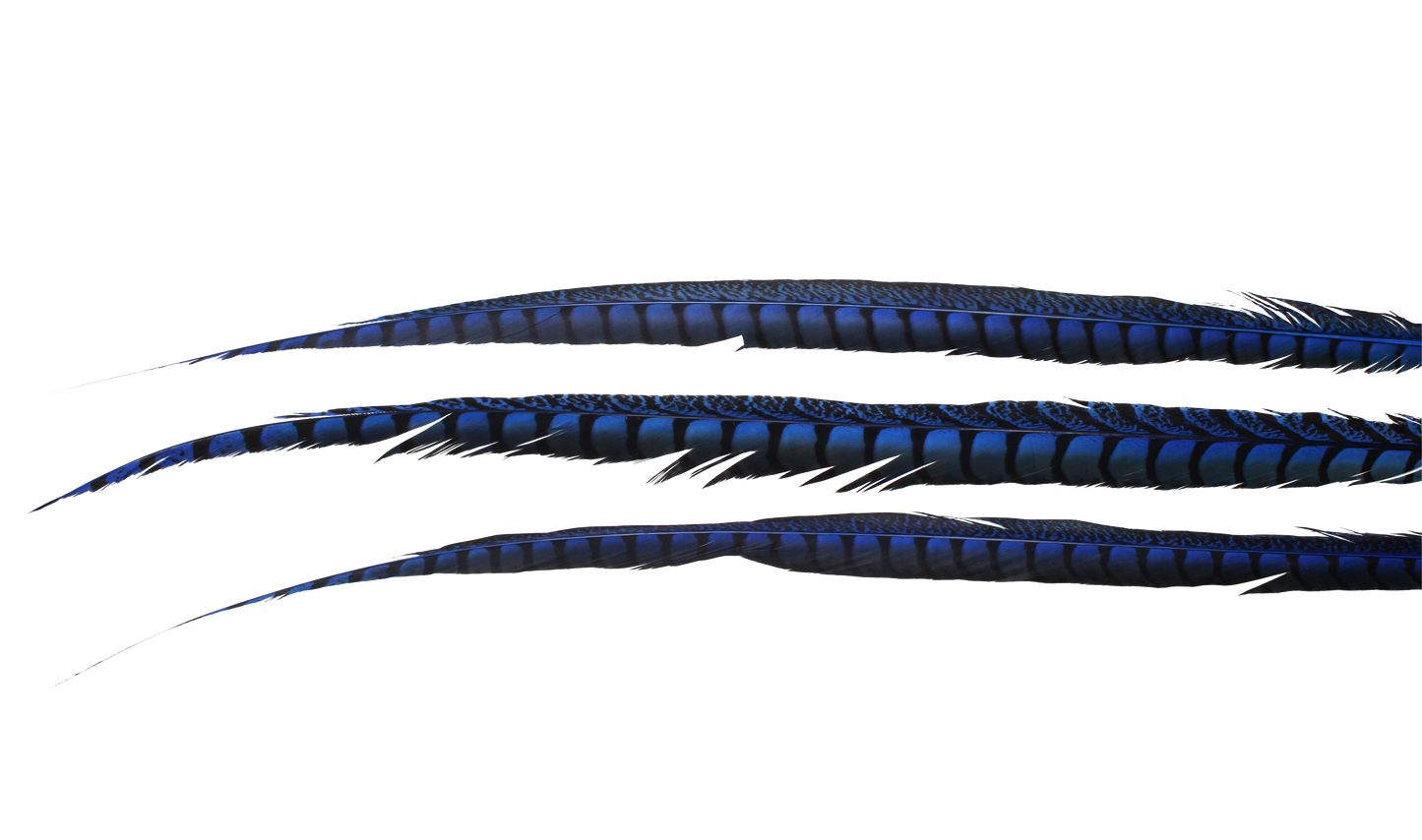 Pheasant Lady Amhurst Overdyed 30-40" H18 Royal Blue