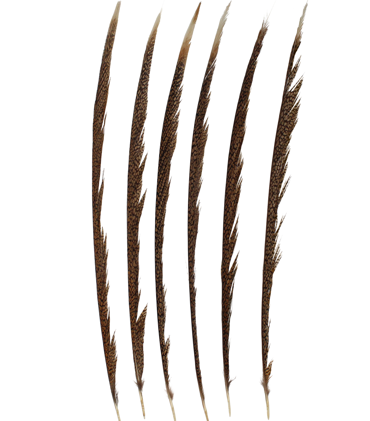 Pheasant Goldentail Natural 6 ct 20-25"