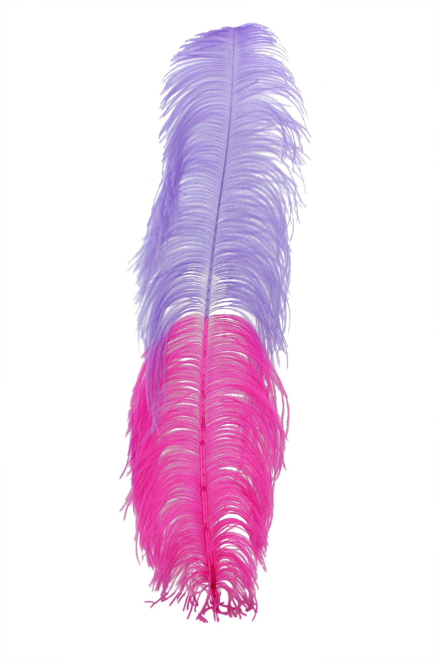 Ostrich Wing Plumes 2 Tone H89 Lavender & H69 Hot Pink