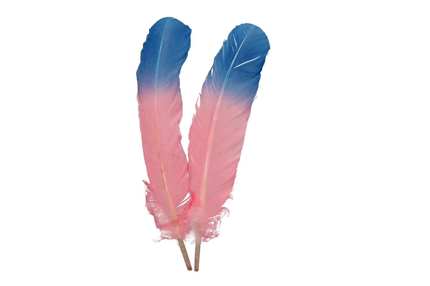 10–12" Turkey Quills Regular Cut 2 Tone H111 Coral & H17 Royal