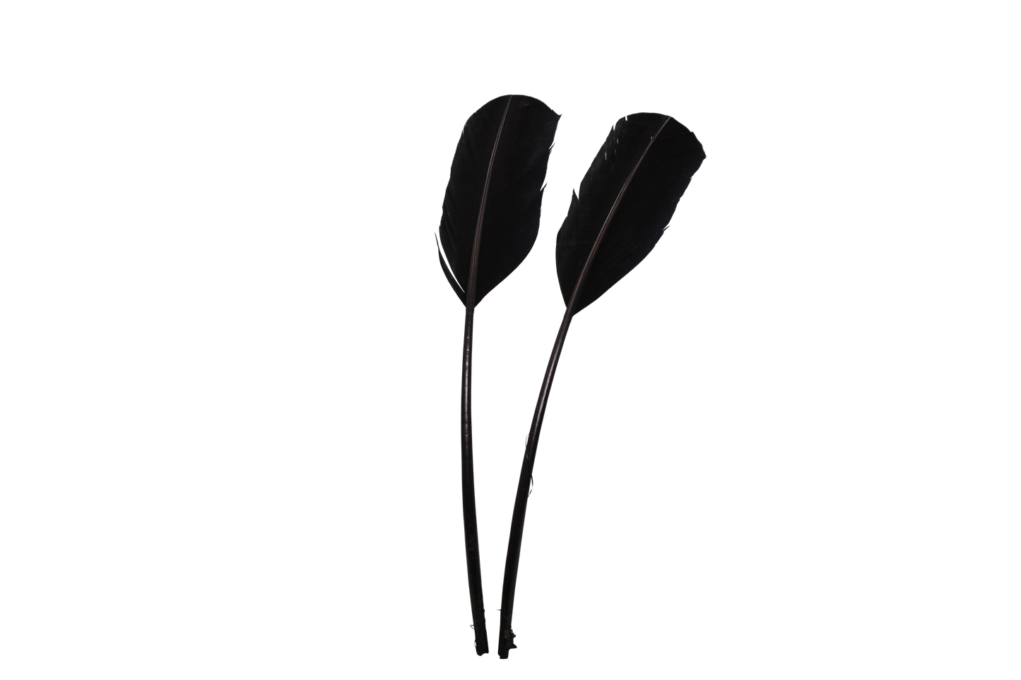 Shaved Regular Cut Turkey Quills H80 Black