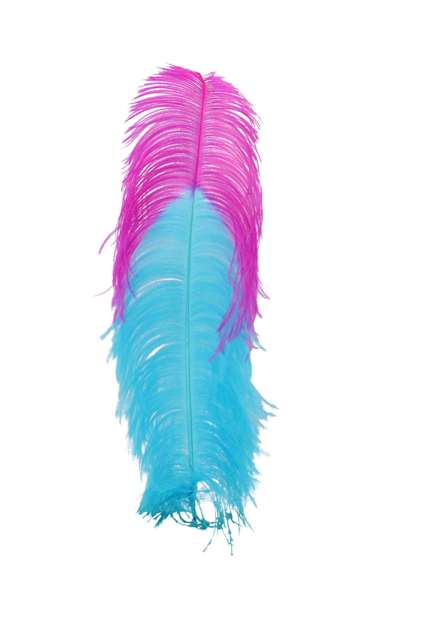 Ostrich Plumes 1st Quality 20"+ Custom H12 Aqua with H69 Hot Pink Tip