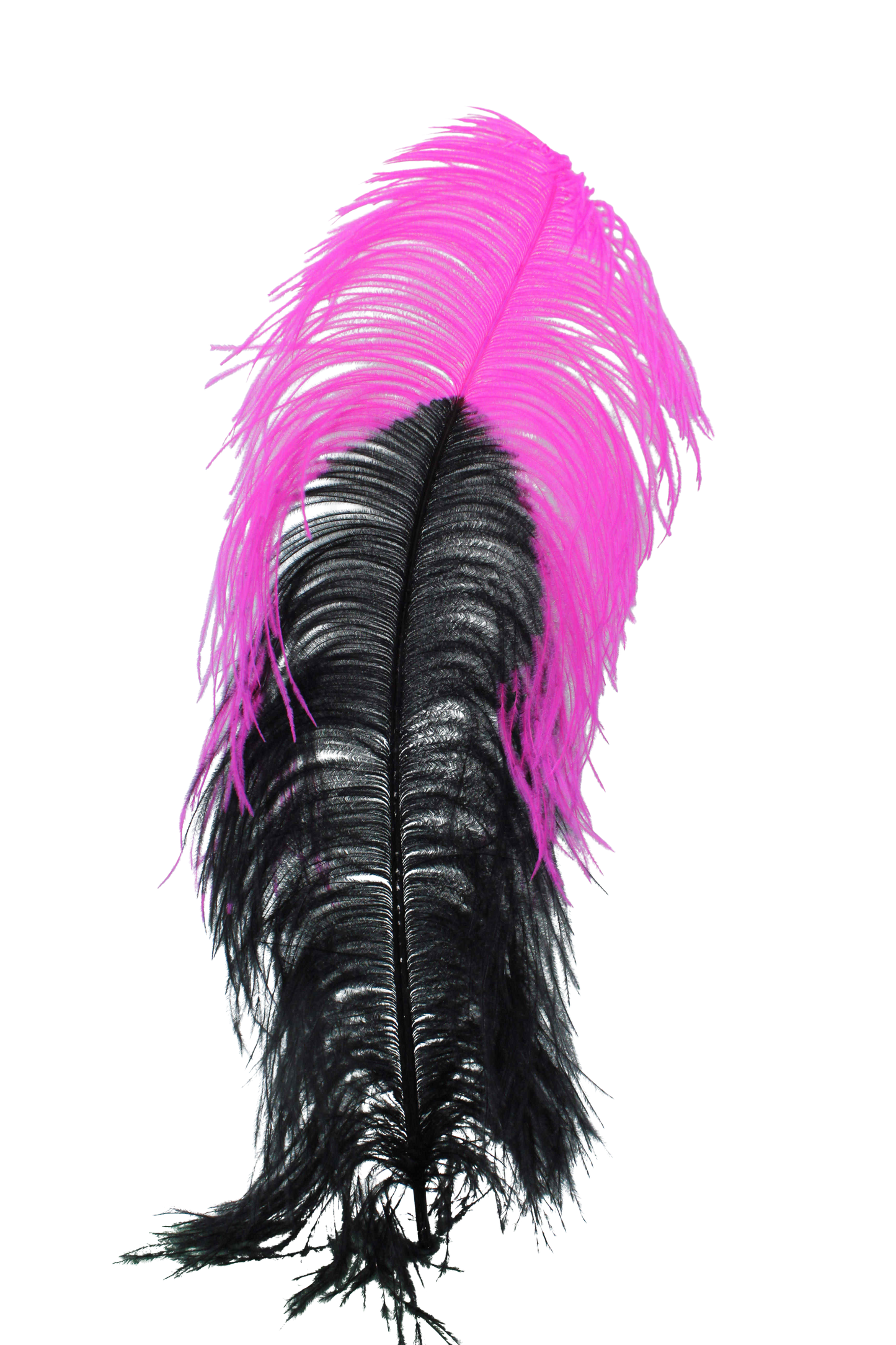 Ostrich Plumes 1st Quality 20"+ Custom H80 Black with H69 Hot Pink Tip