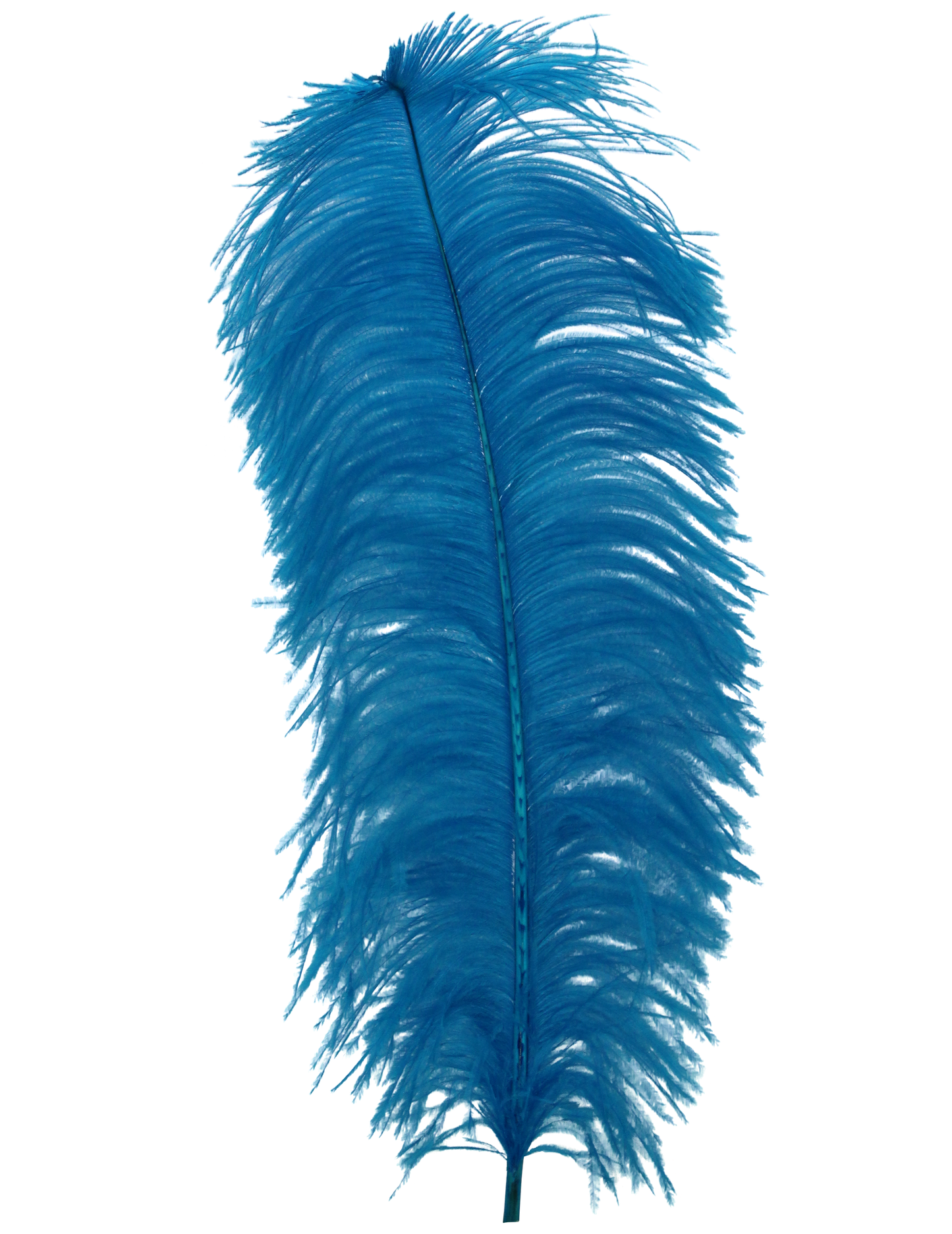 Ostrich Wing Plumes 1st Quality 20"+ H100 Turquoise