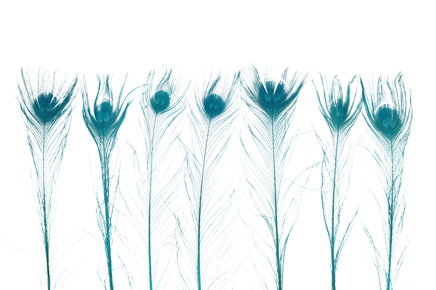 Peacock Bleached & Dyed 25"+ H12 Aqua Blue