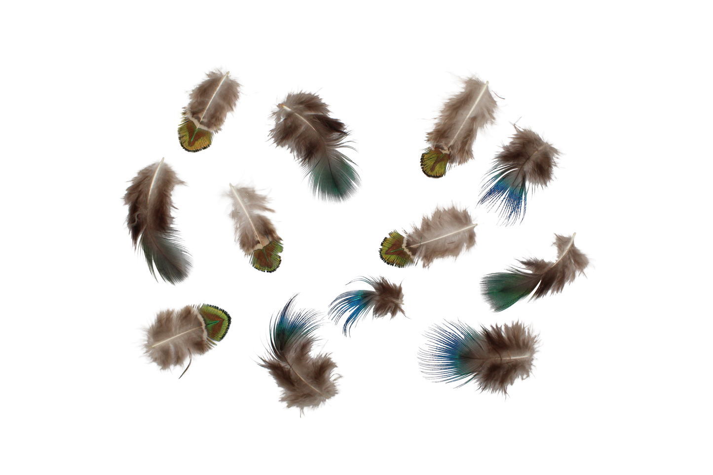 Plumage Peacock Natural