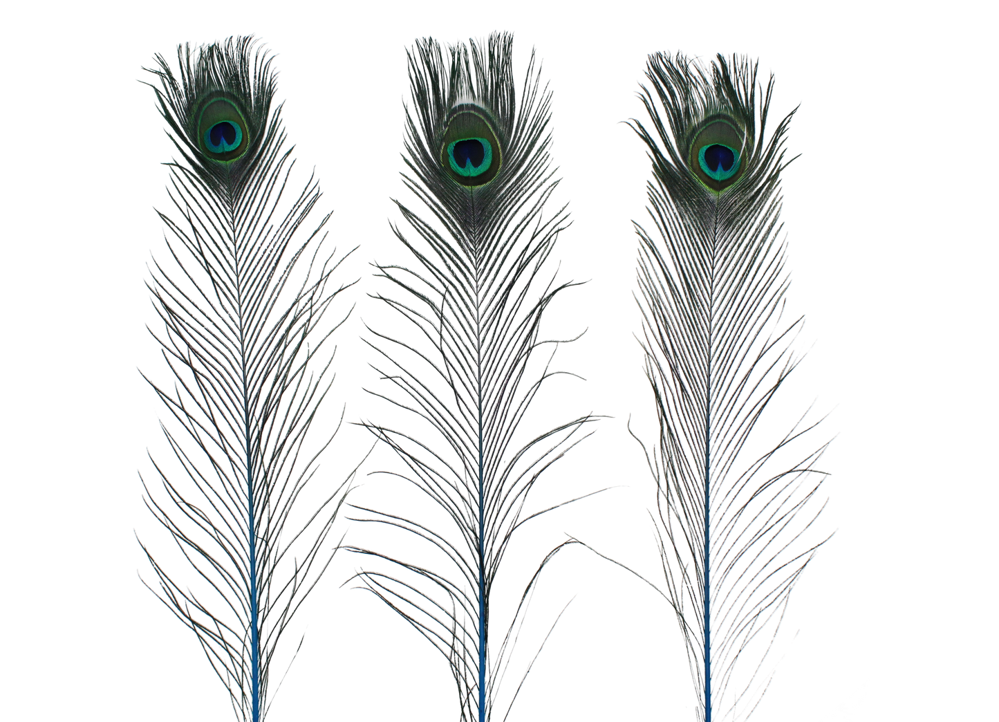 Peacock Stem Dyed 25" + H100 Turquoise