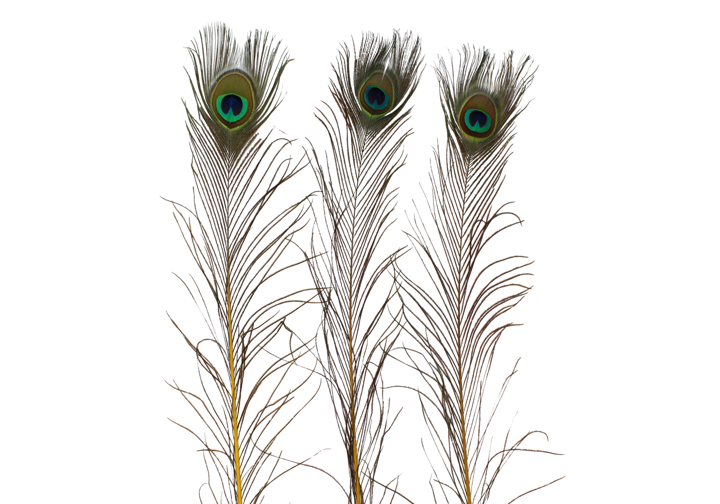 Peacock Stem Dyed 25" + H36 Yellow