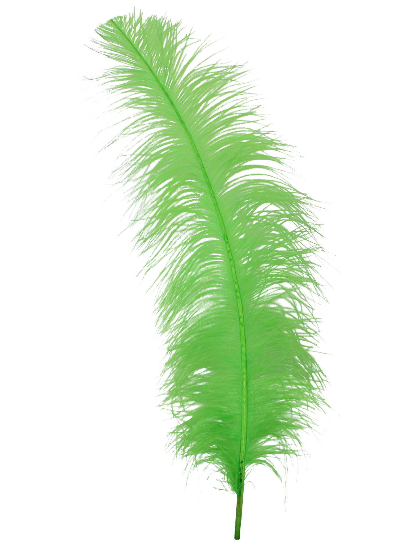 Ostrich Wing Plumes 2nd Quality20"+ H101 Lime