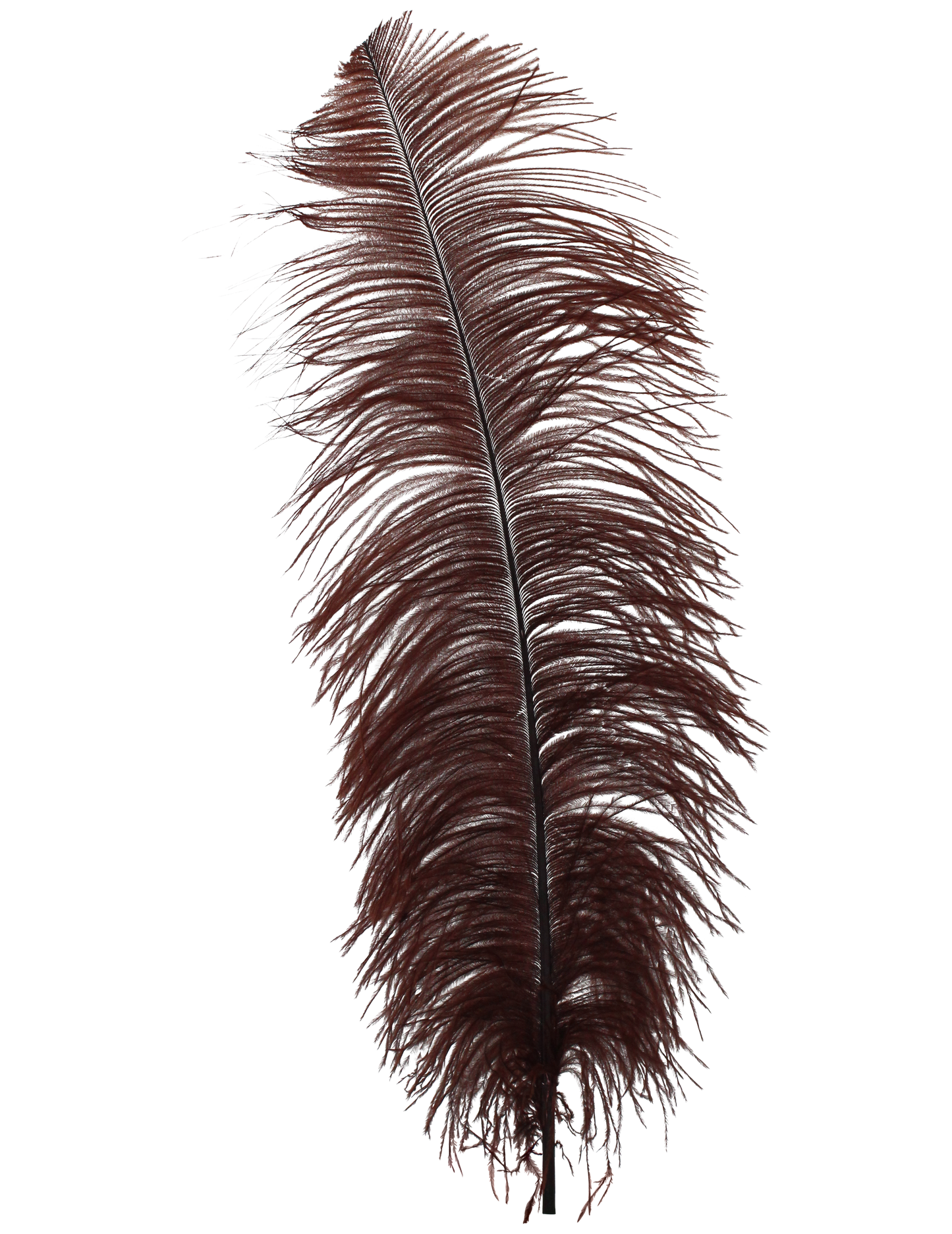 Ostrich Wing Plumes 2nd Quality20"+ H83 Brown