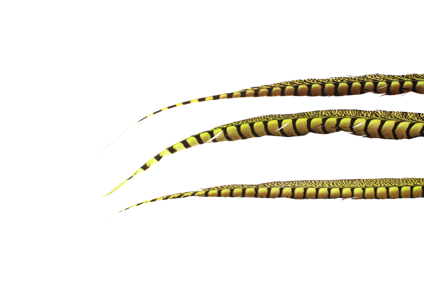 Pheasant Lady Amhurst 30-40" Neon Yellow