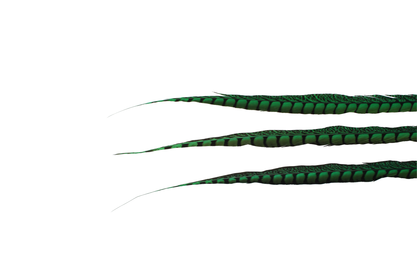 Pheasant Lady Amhurst 30-40" H9 Emerald Green