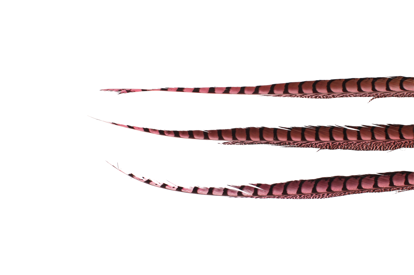 Pheasant Lady Amhurst Overdyed 30-40" H111 Coral