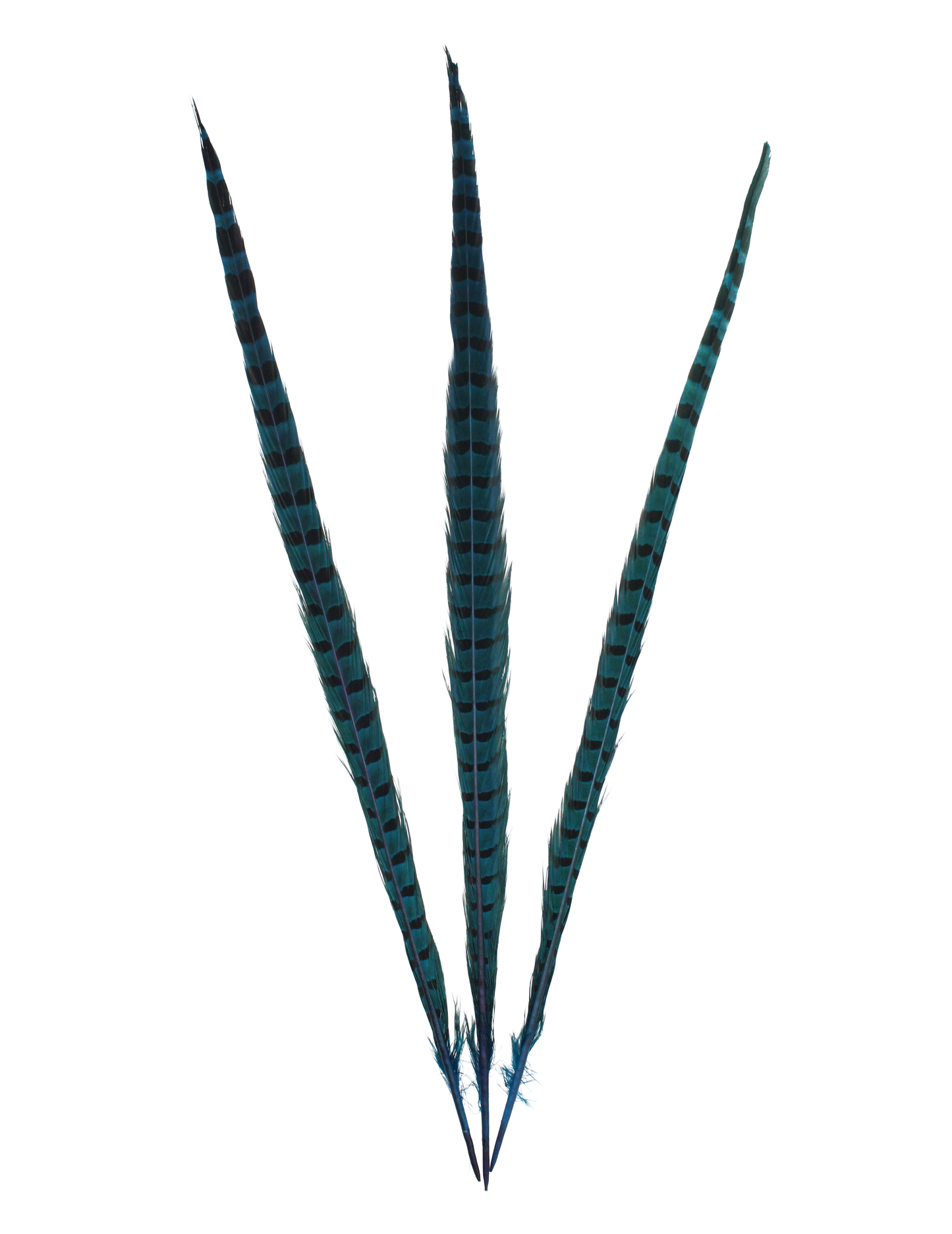 Ringneck Overdyed 20" + H100 Turquoise