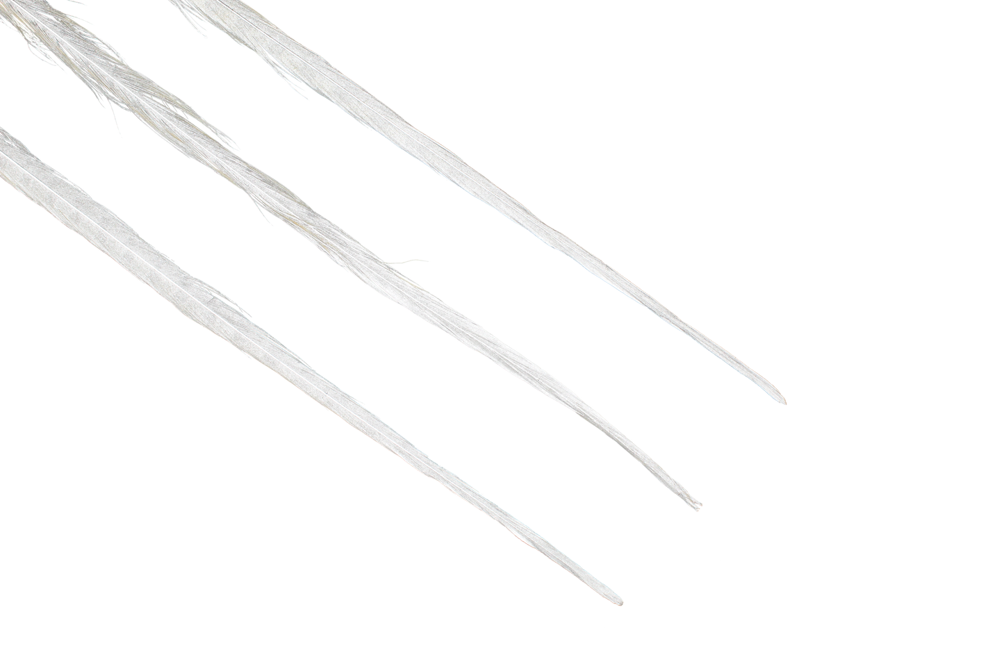 Pheasant Ringneck Metallic Silver 16-18"