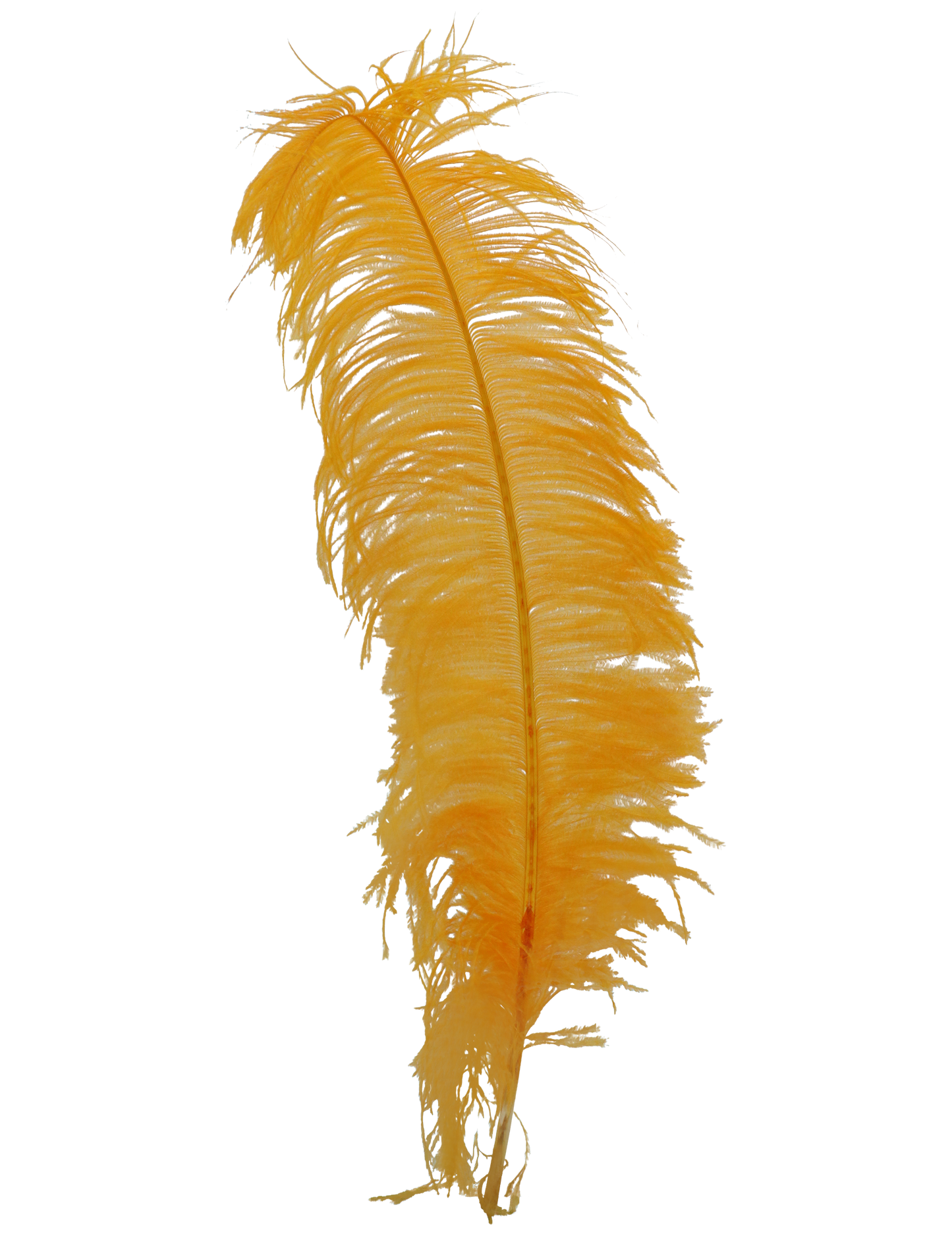 Spads Untrimmed 20" + H38 Gold