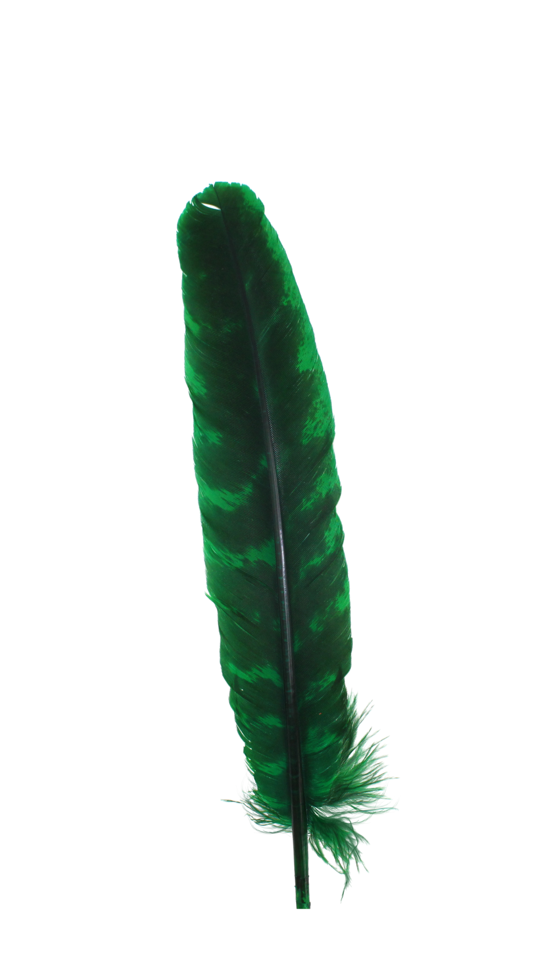 10-12” Barred Quills H9 Emerald 1 pc