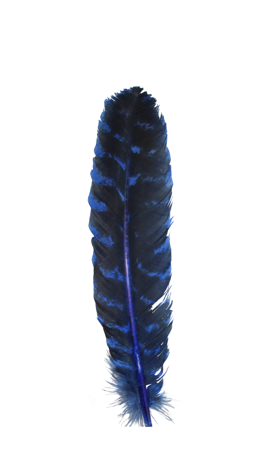 10-12” Barred Quills H17 Royal 1 pc