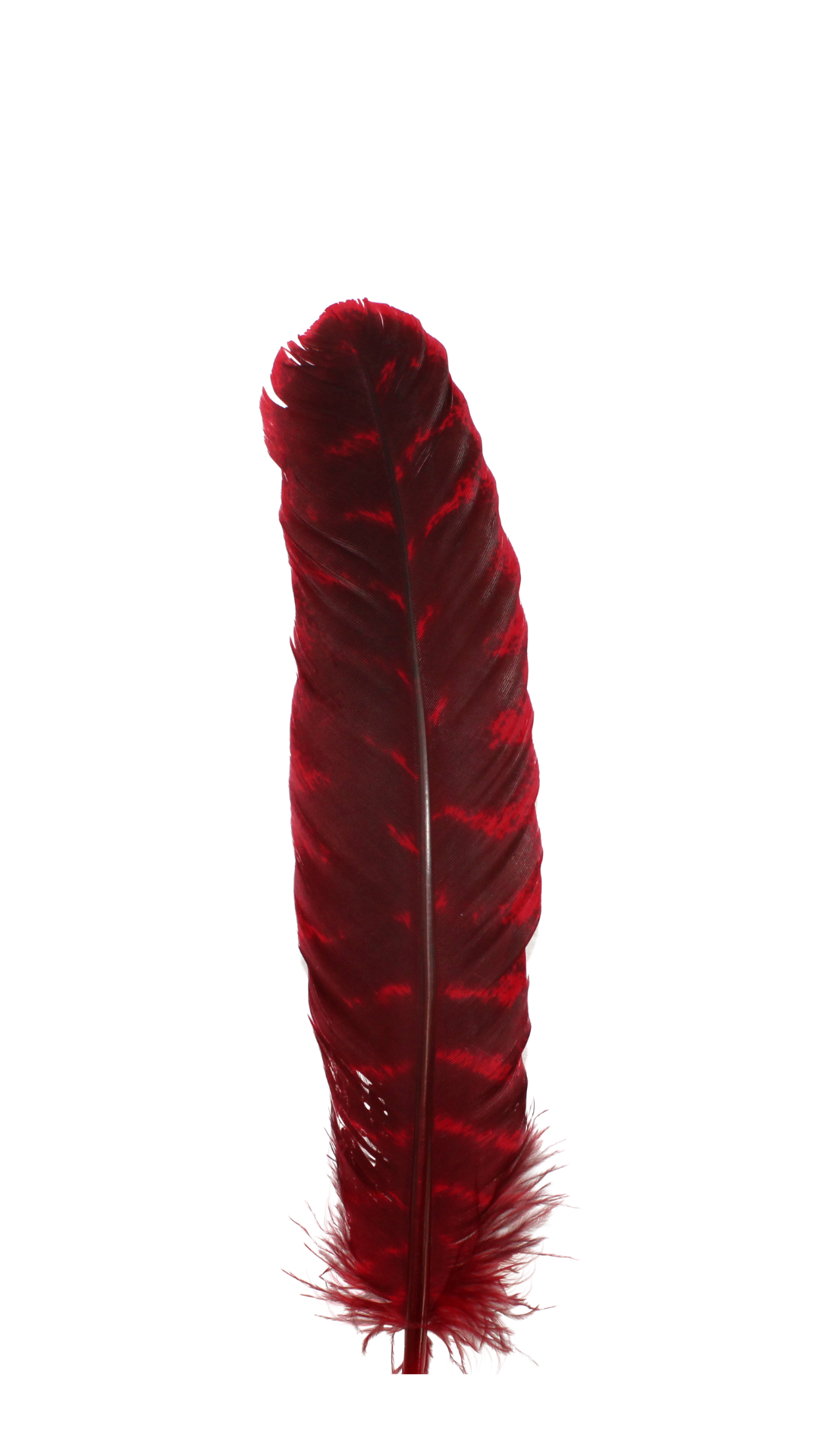 10-12” Barred Quills H72 Red 1 pc