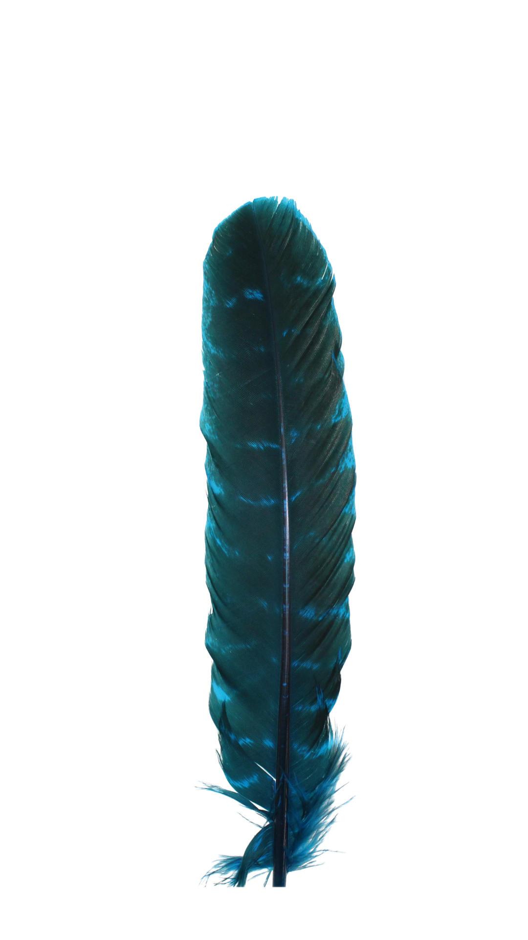 10-12” Barred Quills H100 Turquoise 1 pc