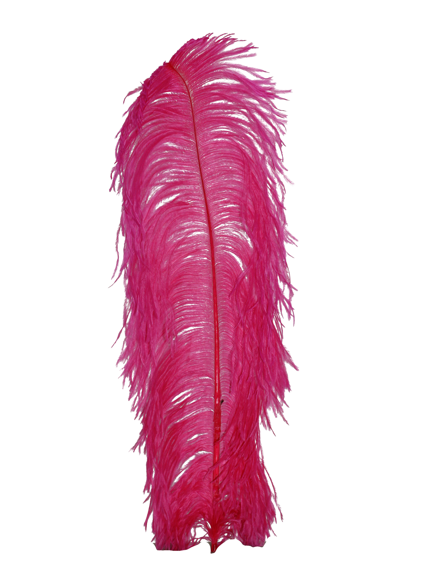 Ostrich Wing Plumes 1st Quality 20"+ H68 Hot Pink