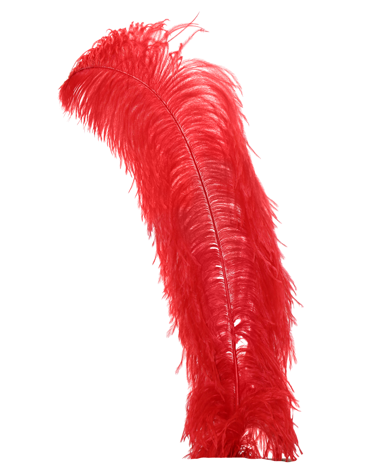 Ostrich Wing Plumes 1st Quality 20"+ H71 Red