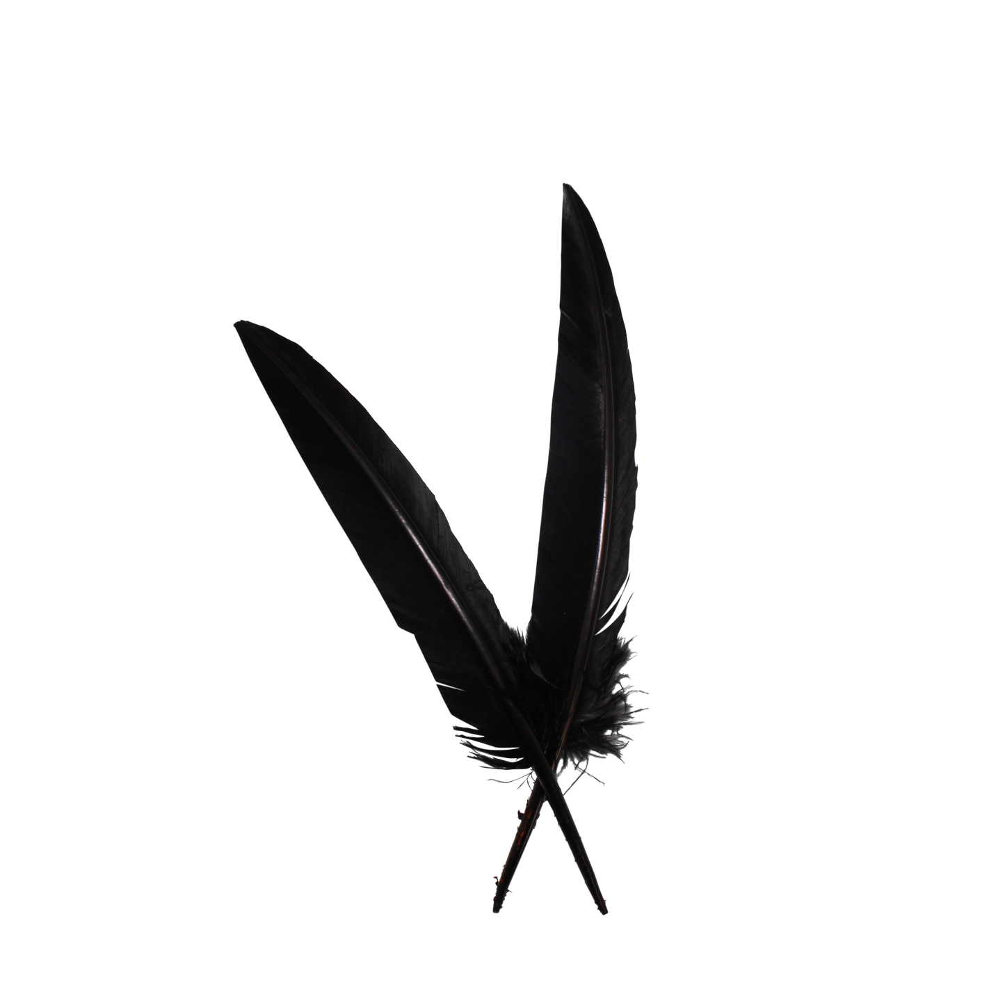 10-12” Turkey Quills Arrow Cut H80 Black