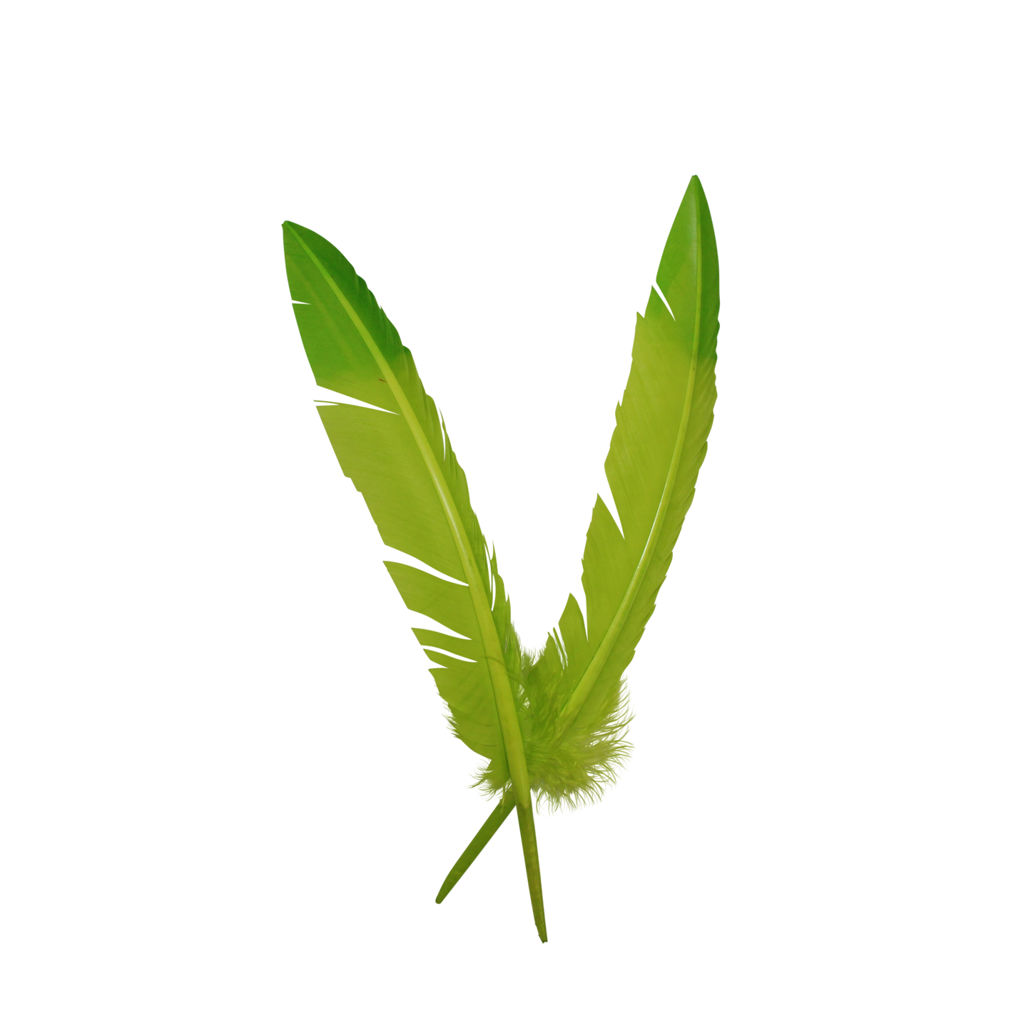 10-12” Turkey Quills Arrow Cut 2 Tone H7 Apple & H101 Lime