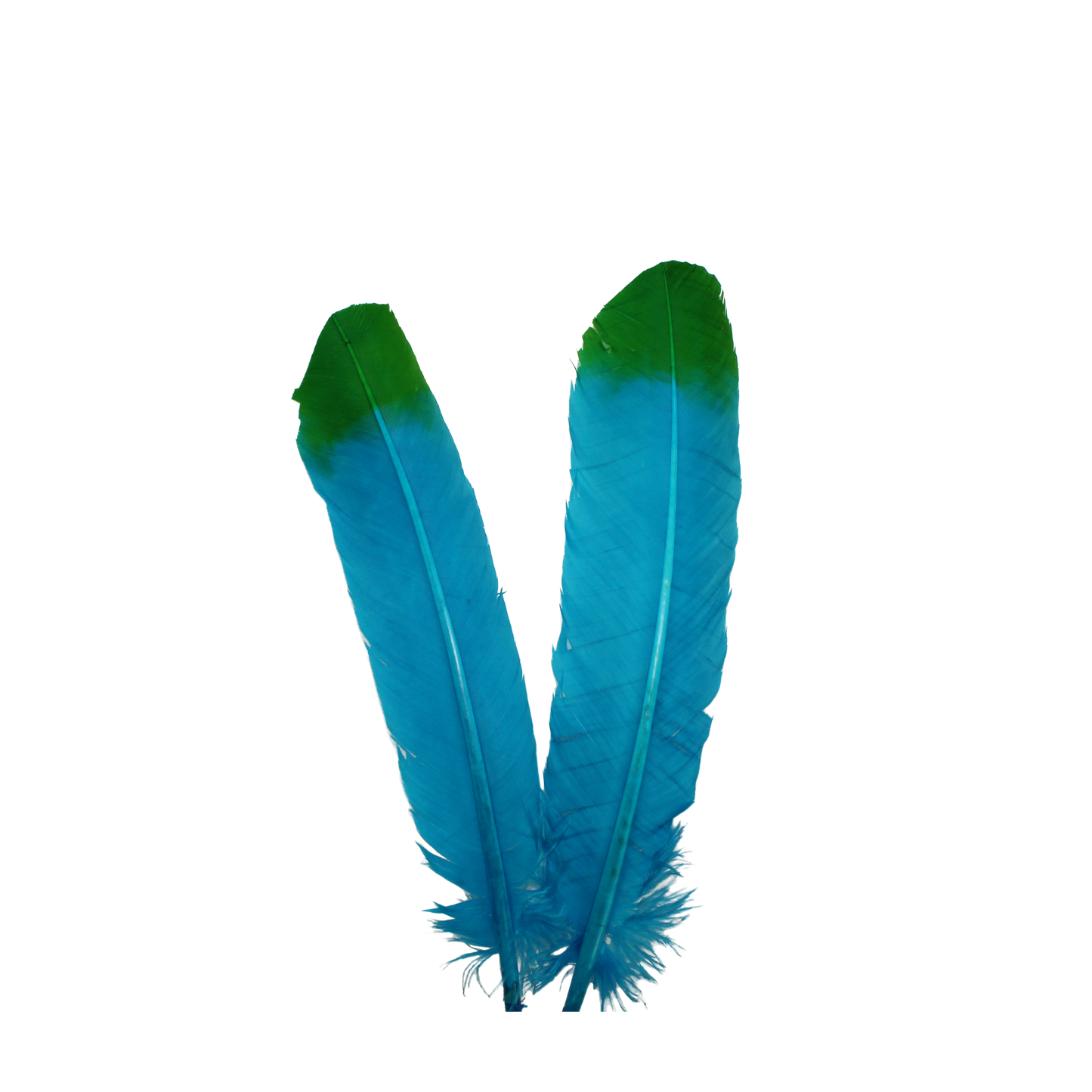 10-12” Turkey Quills Regular Cut 2 Tone H12 Aqua Blue & H9 Emerald