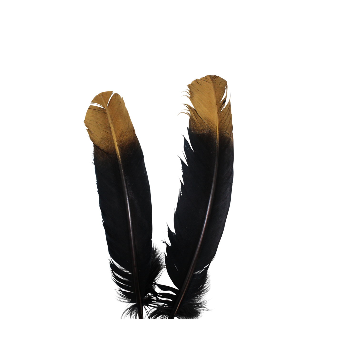 10-12” Turkey Quills Regular Cut Black with Gold Tips
