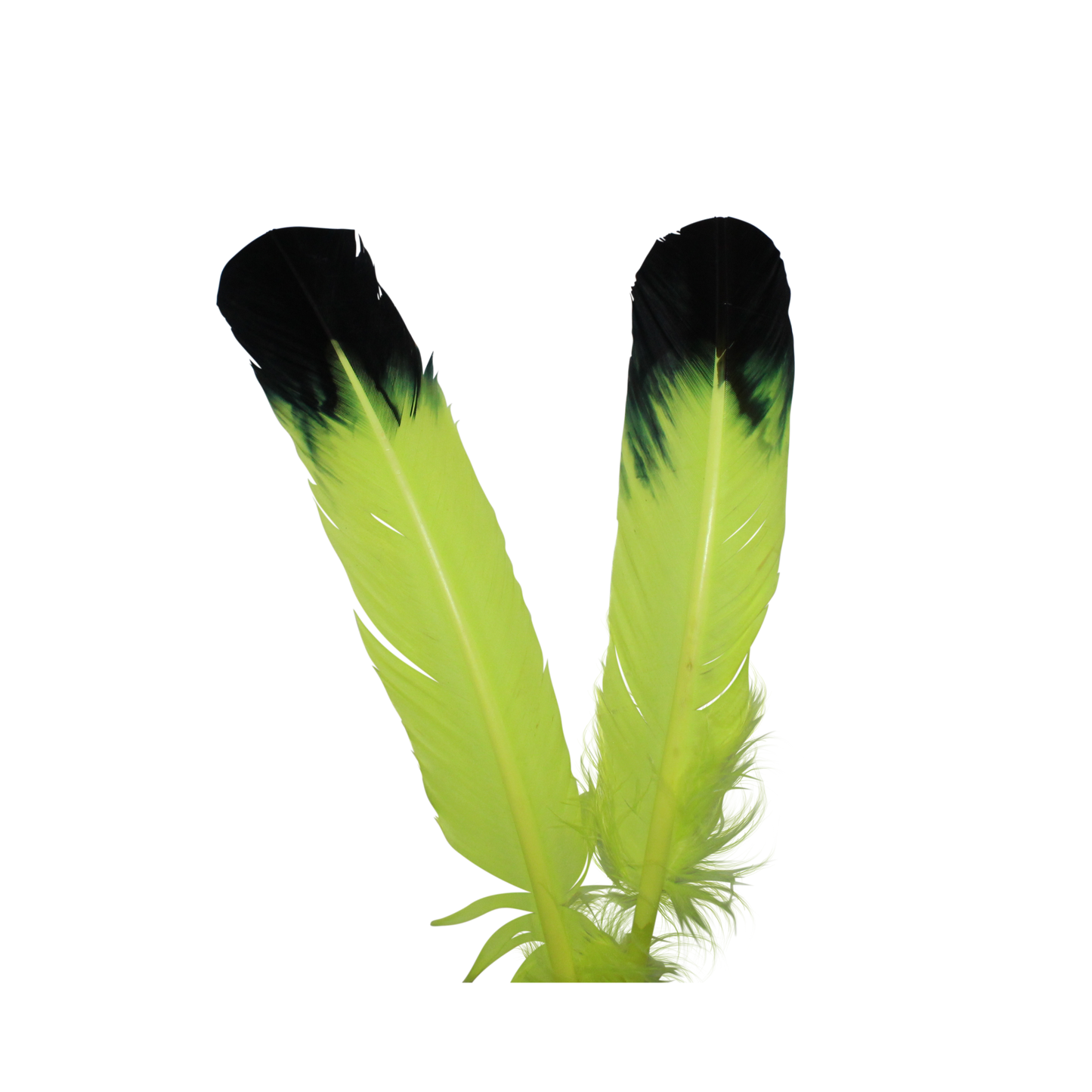 10-12” Turkey Quills Regular Cut Neon Yellow with Black Tips